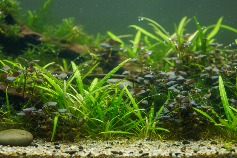Aziatisch Biotoop Plantenmix Voorzone