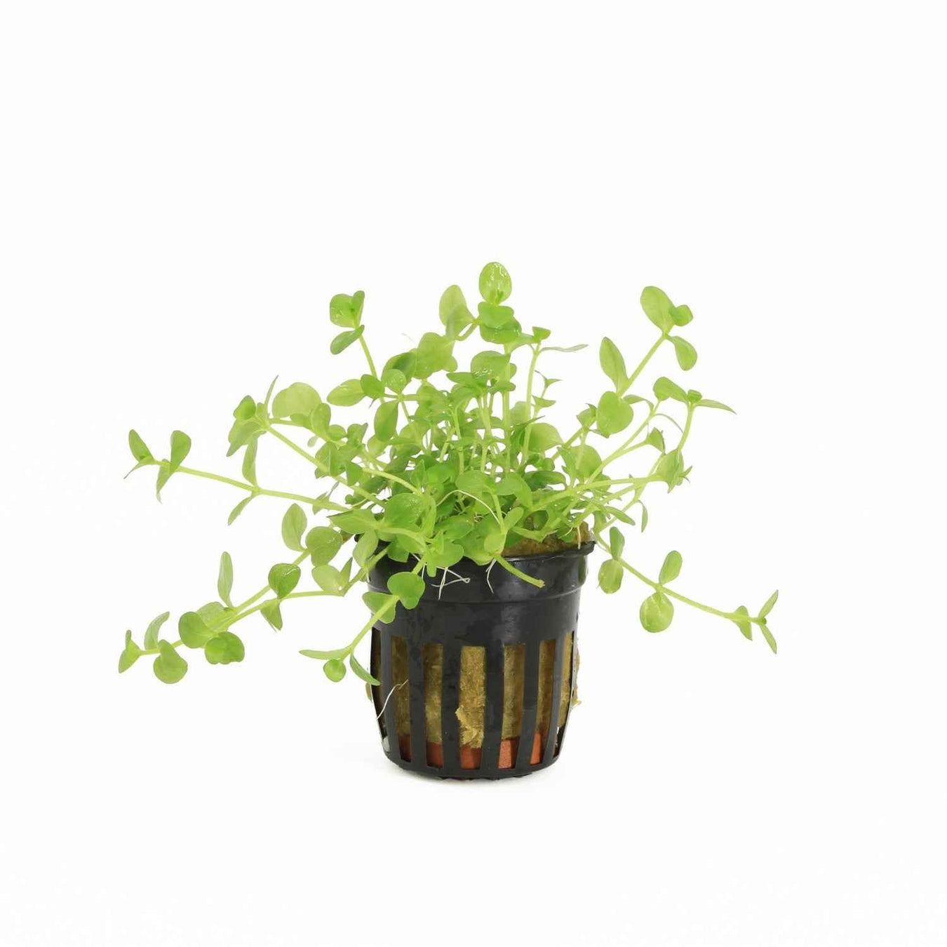 Bacopa