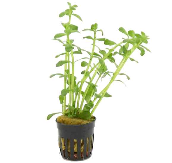 Bacopa Crenata