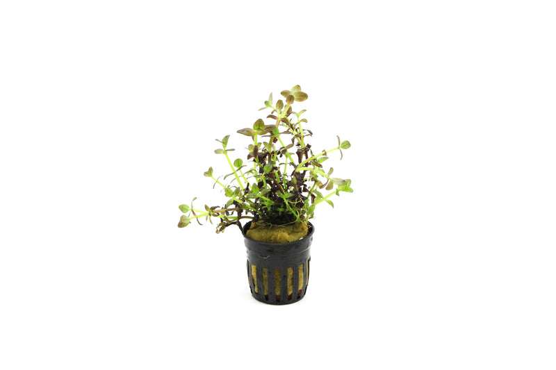 Bacopa Salzmanni Purple - Aquascape - Aquariumplanten