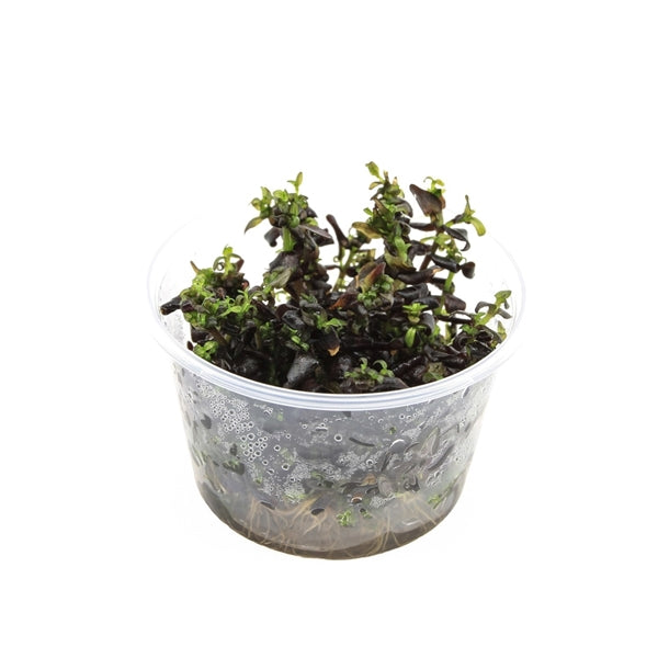 Bacopa Salzmanni Purple - In Vitro - Aquascape - Aquariumplanten