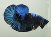 Betta Splendens Avatar