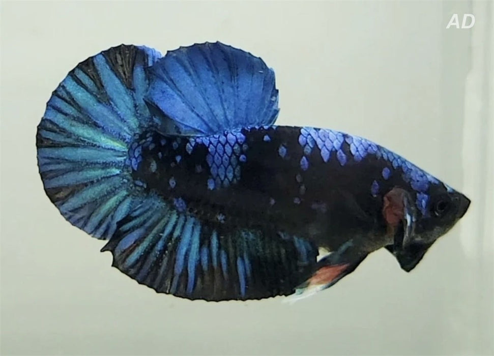 Betta Splendens Avatar