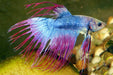 Betta Splendens Crowntail Fancy Mix