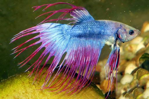 Betta Splendens Crowntail Fancy Mix