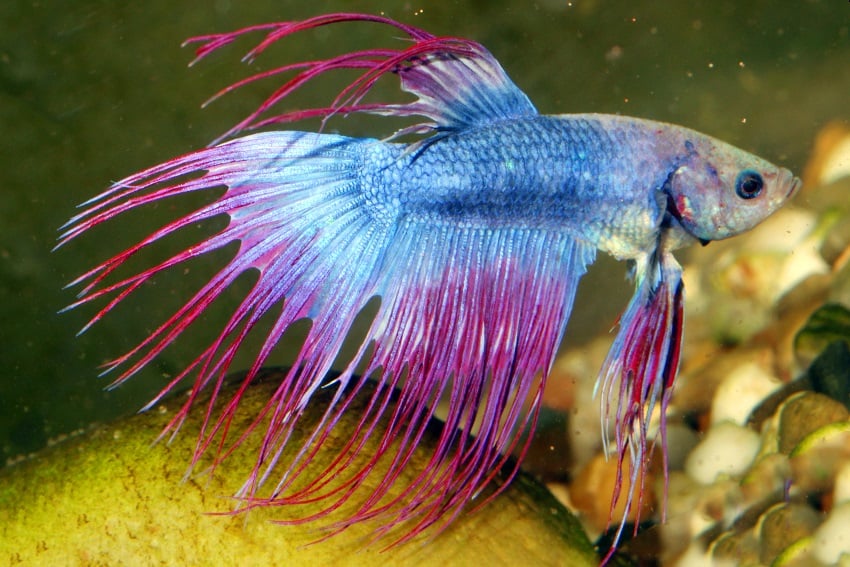 Betta Splendens Crowntail Fancy Mix