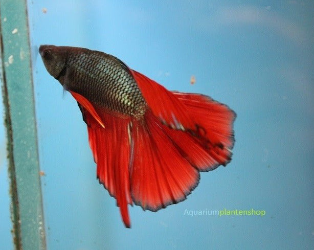 Betta Splendens Doubletail - Aquariumvissen