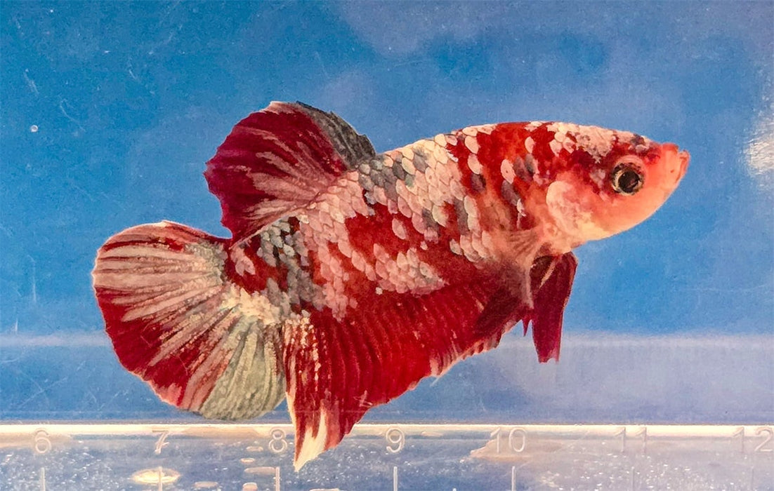 Betta Splendens Pink Valentine