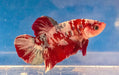 Betta Splendens Pink Valentine