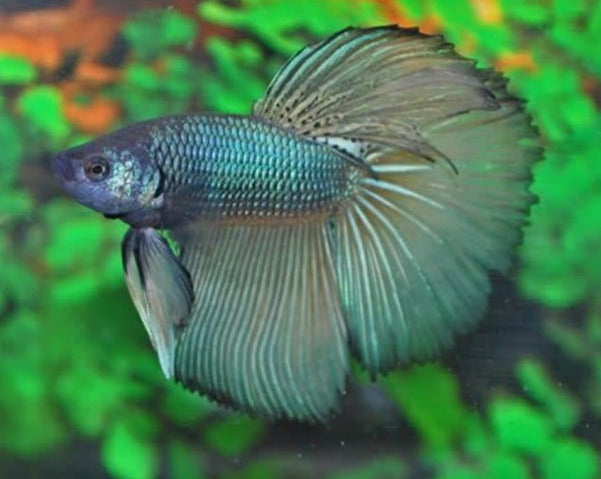 Betta Splendens Super Delta - Aquariumvissen