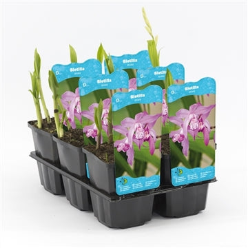 Bletilla Striata