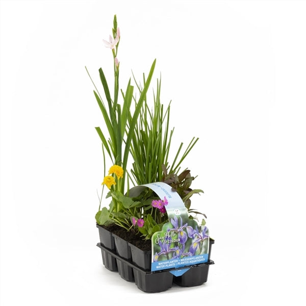 Bloeiende planten in sixpack