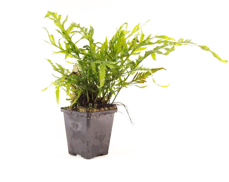 Bolbitis Heudelotii - Congovaren XL - Aquascape - Aquariumplanten