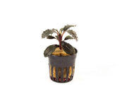 Bucephalandra Mix aquariumplanten
