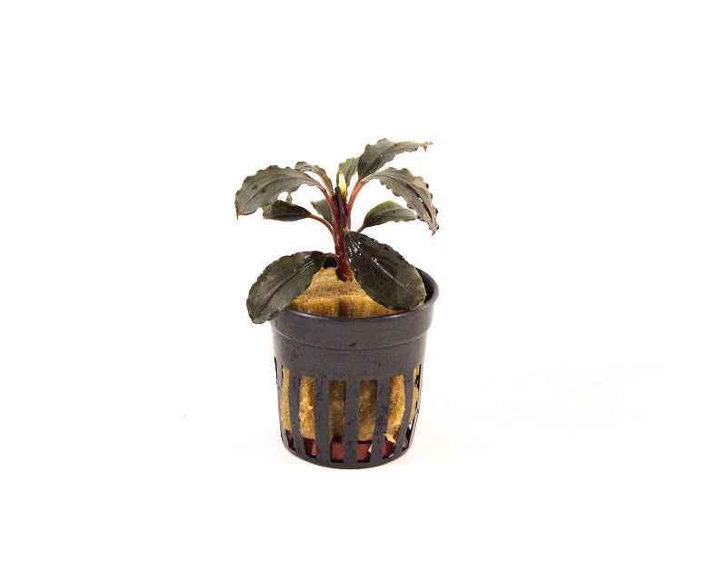 Bucephalandra Mix aquariumplanten