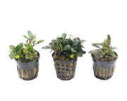 Bucephalandra Aquariumplanten Mix met 3 verschillende aquariumplanten