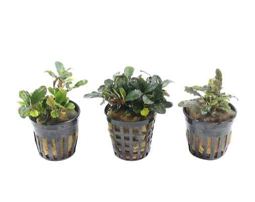 Bucephalandra Aquariumplanten Mix met 3 verschillende aquariumplanten