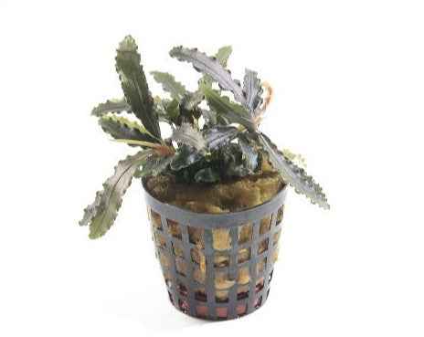 Bucephalandra Biblis aquariumplant