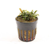 Bucephalandra Deep Purple - Aquascape - Aquariumplanten