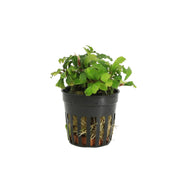 Bucephalandra Green Velvet aquariumplant