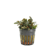 Bucephalandra Lamandau