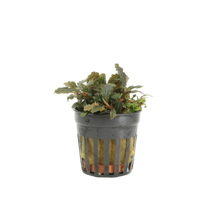 Bucephalandra Lamandau stock