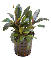 Bucephalandra Theia aquariumplant