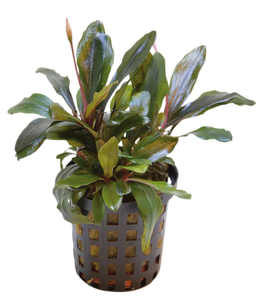 Bucephalandra Theia aquariumplant