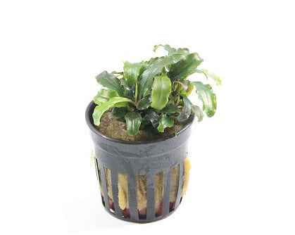 Bucephalandra Theia Green aquariumplant