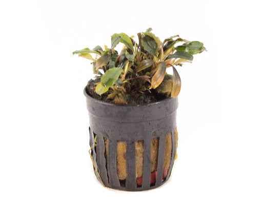 Bucephalandra Theia Red aquariumplant