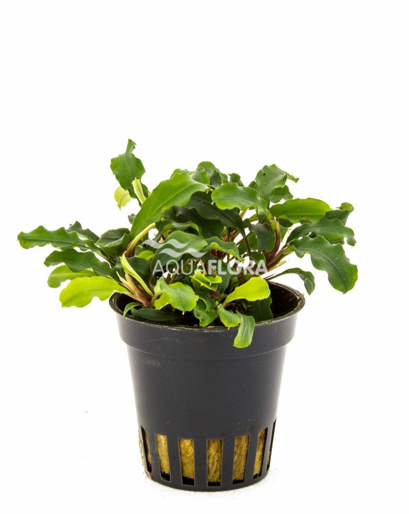 Bucephalandra Wavy Green - Aquascape - Aquariumplanten