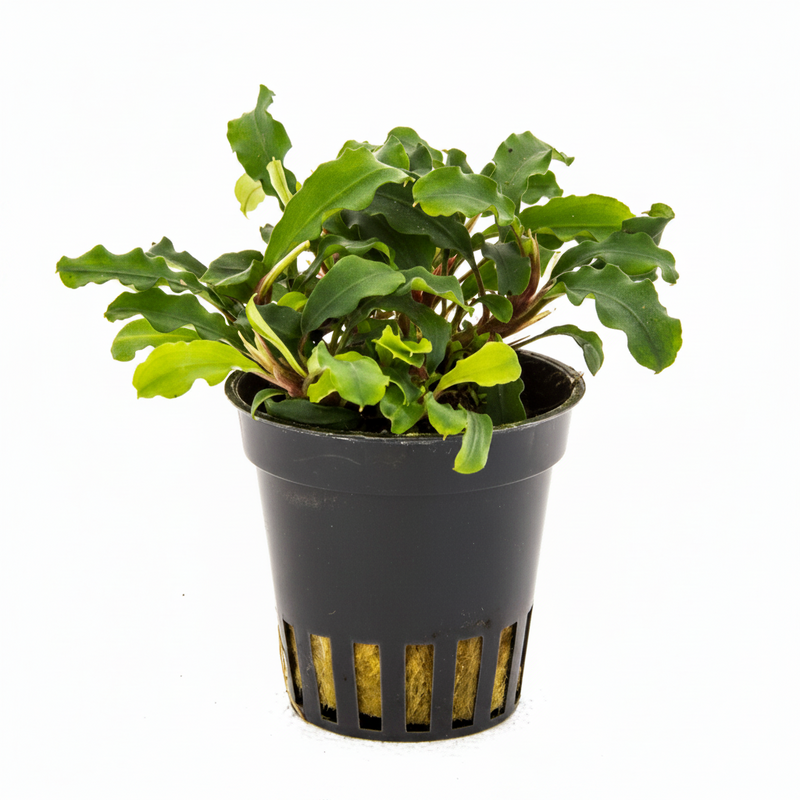 Bucephalandra Wavy Green