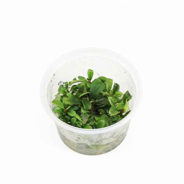 Bucephalandra sp. 'Green' - In Vitro