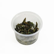 Bucephalandra sp. 'Red' - In Vitro - Aquascape - Aquariumplanten
