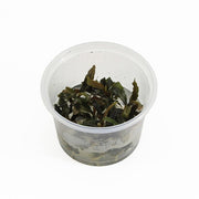 Bucephalandra sp. Red In Vitro aquariumplant