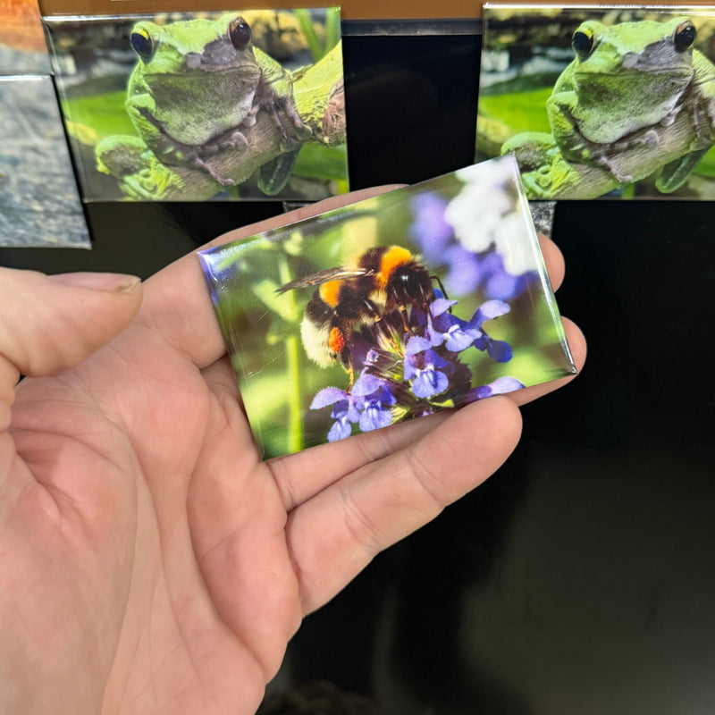 Buff-Tailed Bumblebee magnet preview