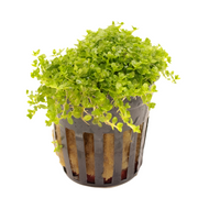 Hemianthus Callitrichoides Cuba
