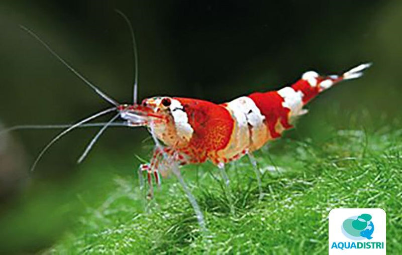 Cristal Red Garnaal