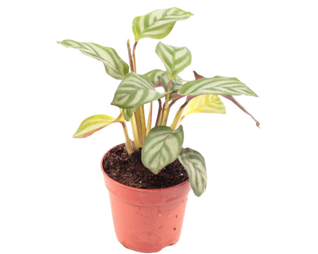 Calathea Mixed