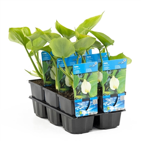 Calla Palustris