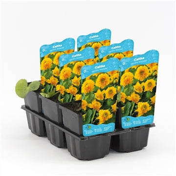 Caltha Palustris Multiplex