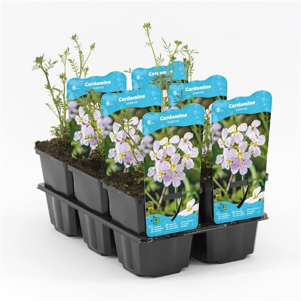 Cardamine Pratensis