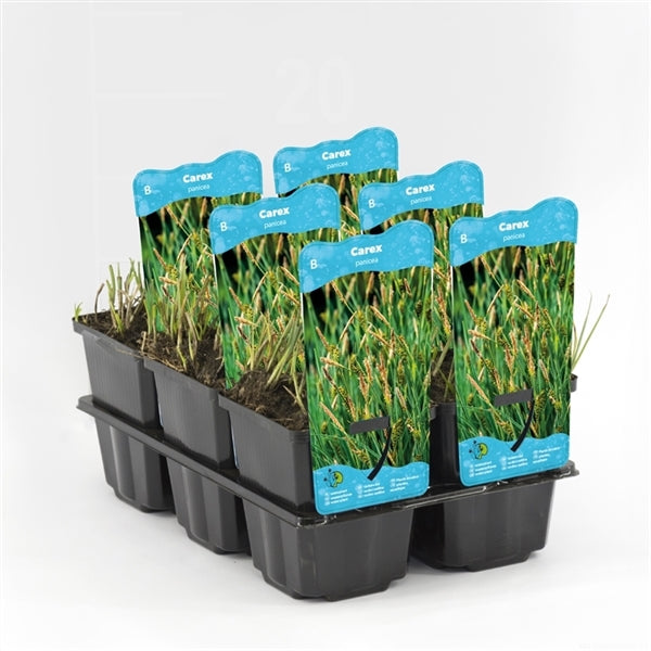 Carex Panacea