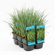 Carex Panacea