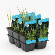 Carex Riparia