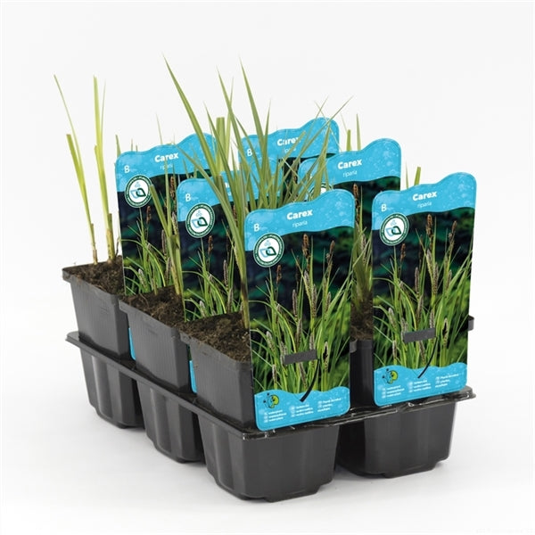 Carex Riparia