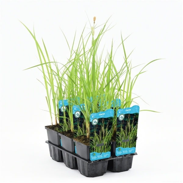Carex Riparia