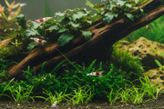 Caridina Plantenmix middenzone