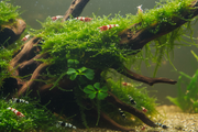 Caridina Plantenmix mos
