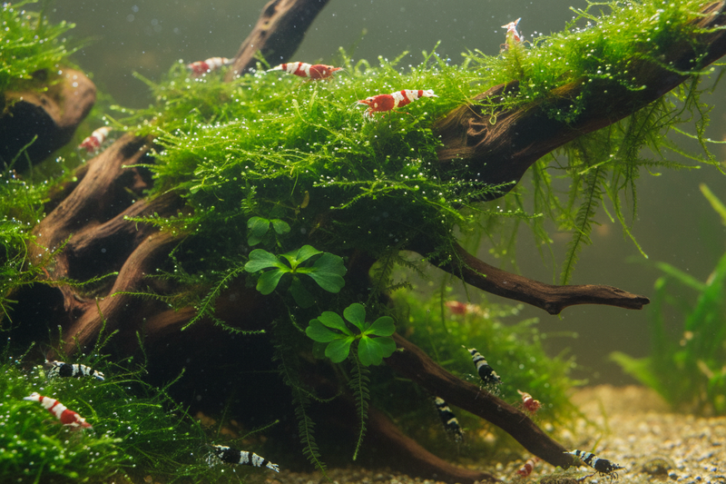 Caridina Plantenmix mos